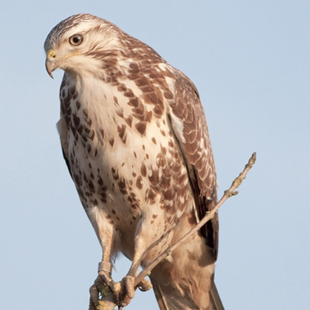 Thumbnail for Buteo Morph
